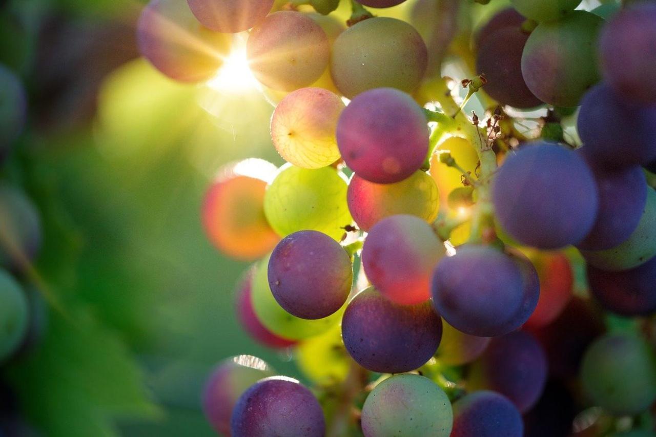 Oasi Del Monferrato - Appartamento Rosso Mombercelli Bagian luar foto
